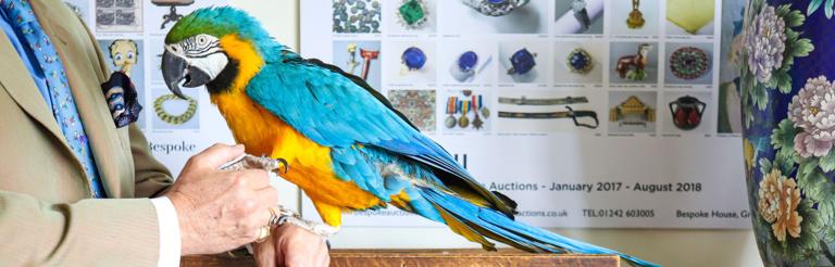 Bella the macaw greeting a visitor at our offices