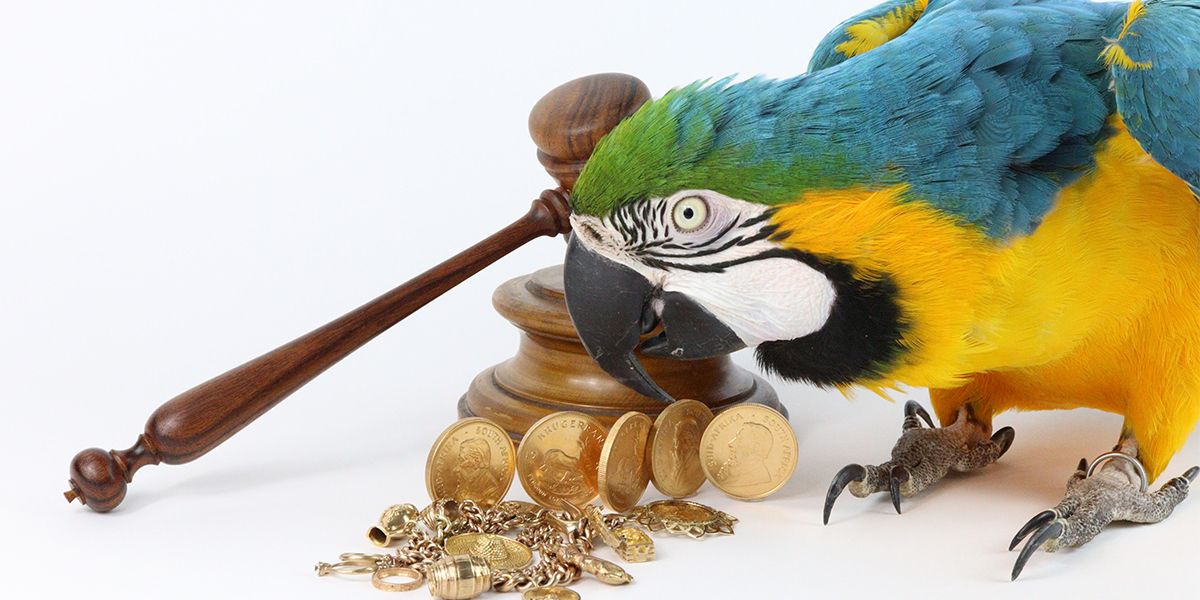 Bella the macaw beside a gavel and gold jewellery