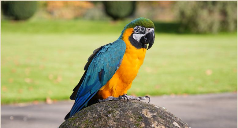 Bella the macaw at Bespoke Auctions